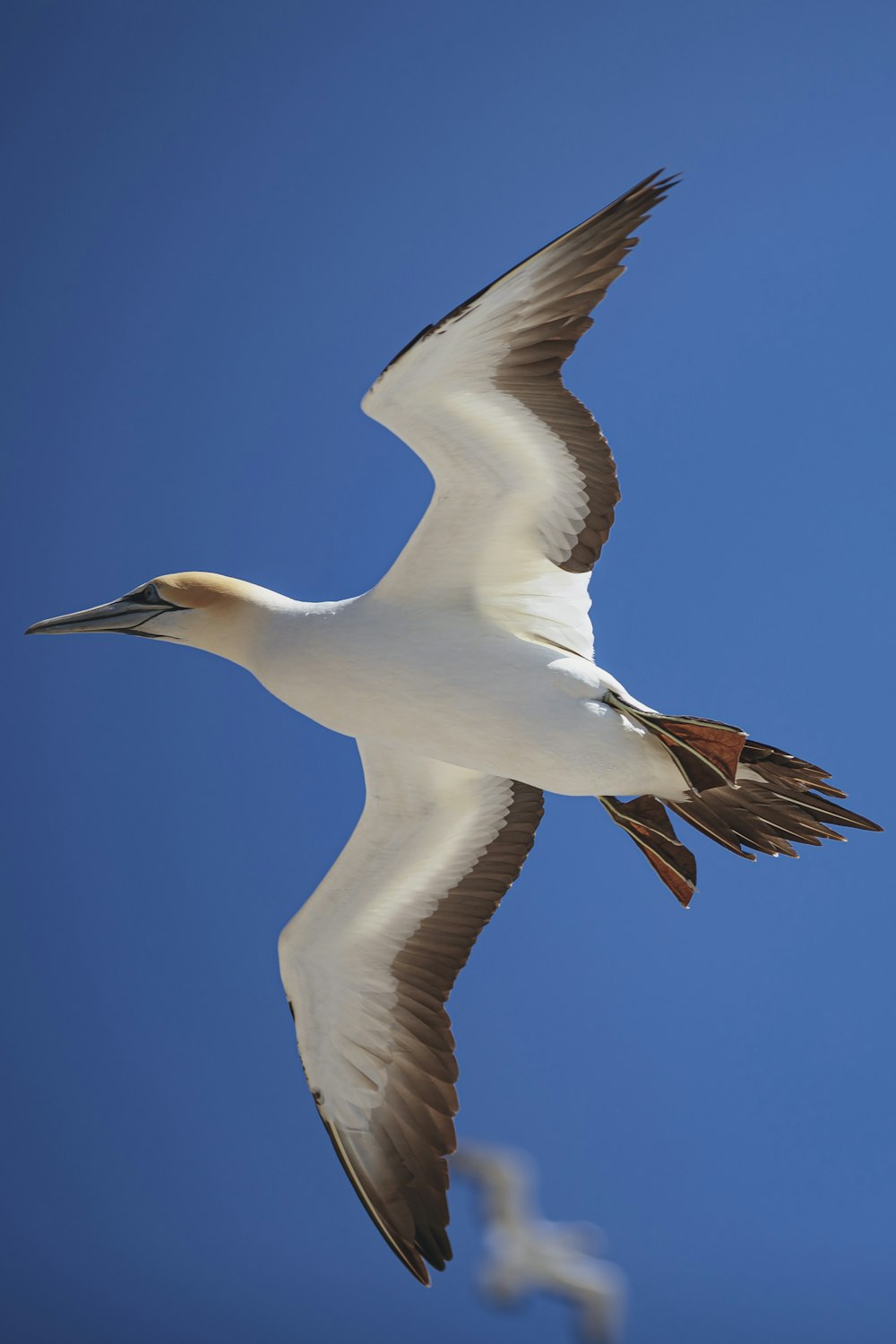 white bird flying during daytime