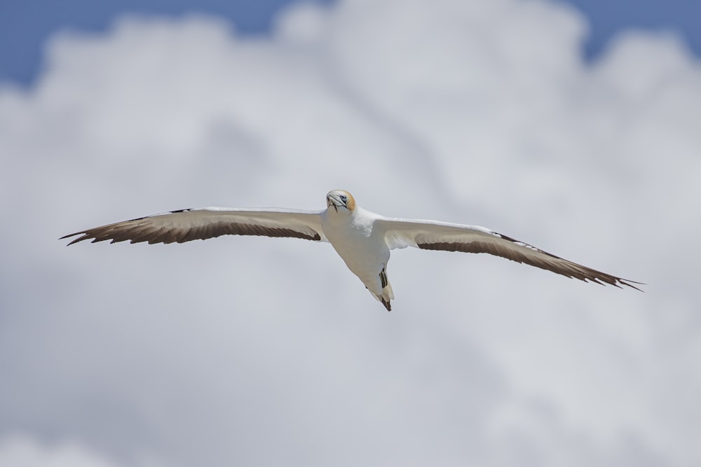 white and brown bird flying under white clouds during daytime