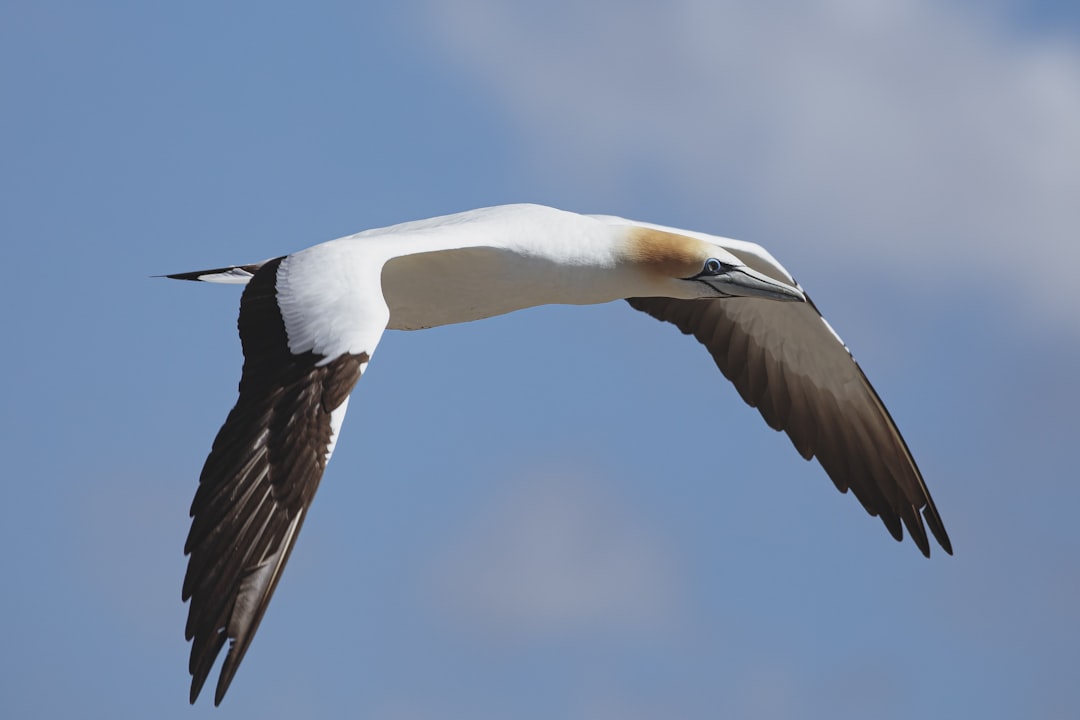 white and black bird flying, Gannets flying round the colony nesting ground in Muriwai New Zealand