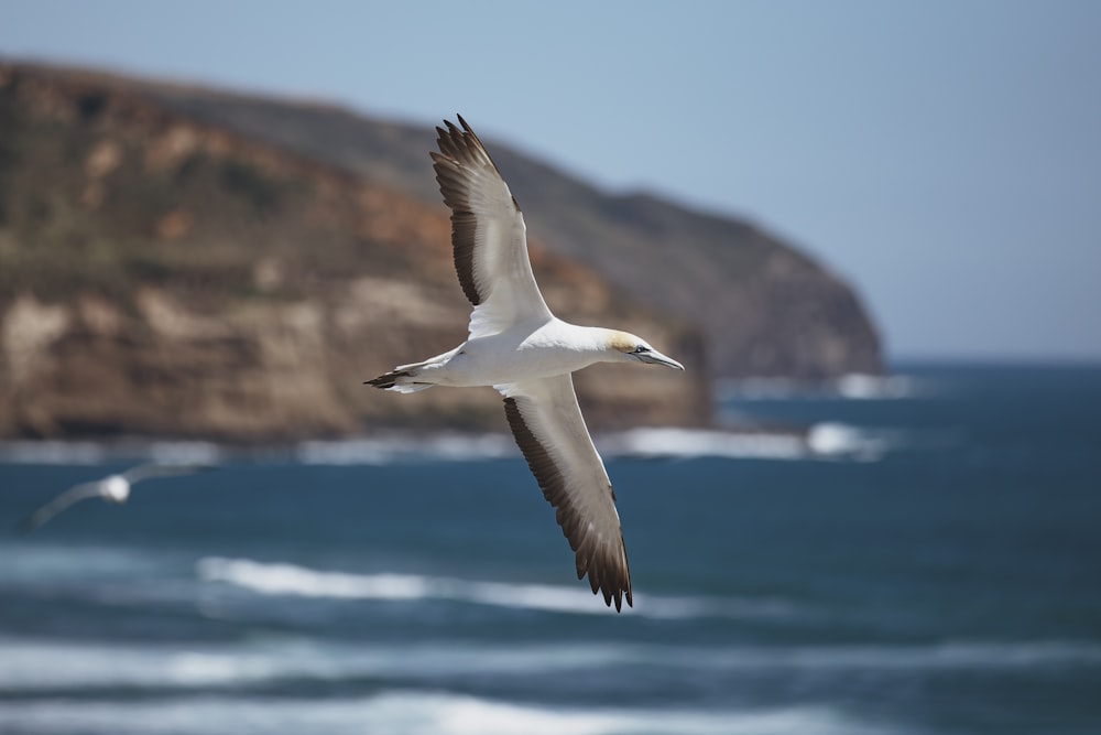 white and black bird flying over the sea during daytime