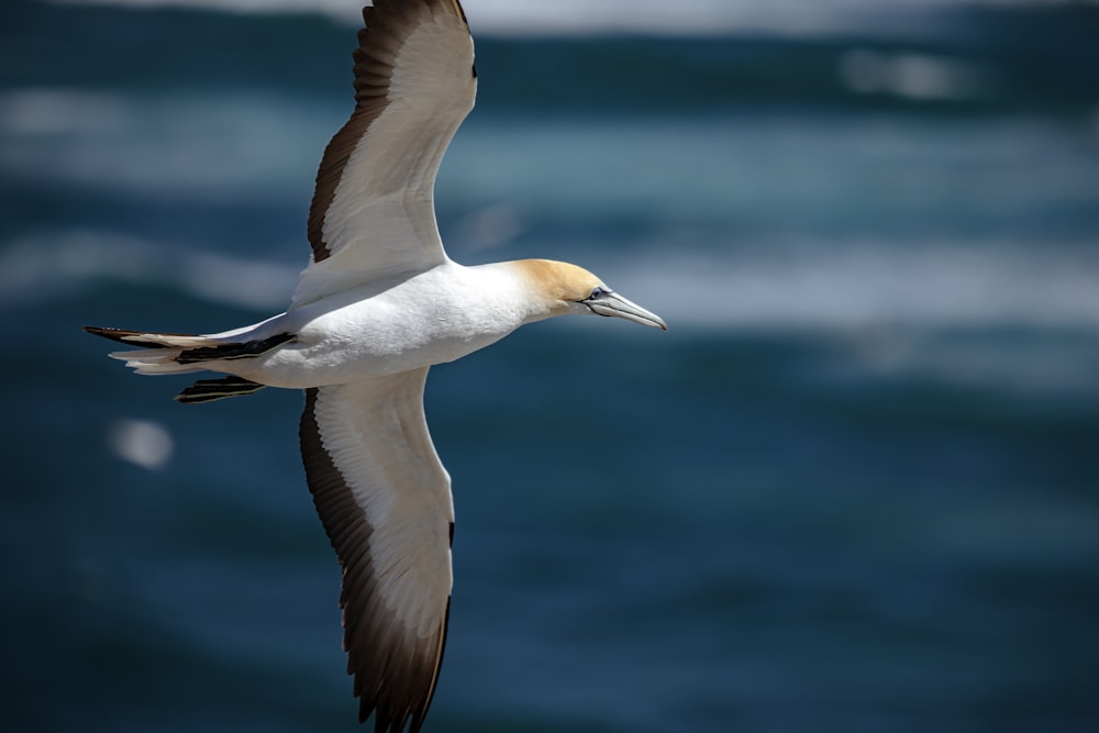 white and black bird flying