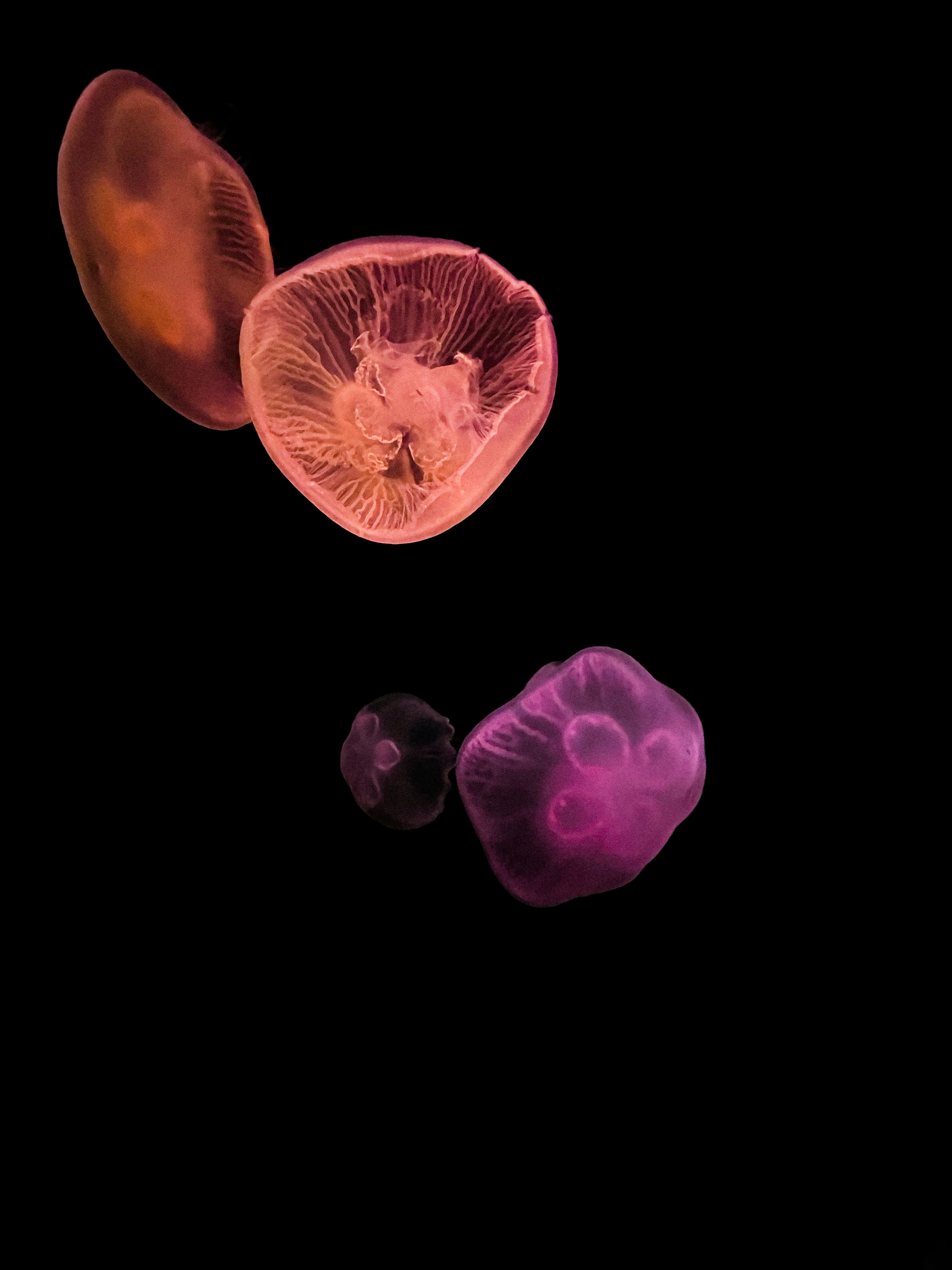 Blue and brown jellyfish illustration photo Free Atlanta Image on