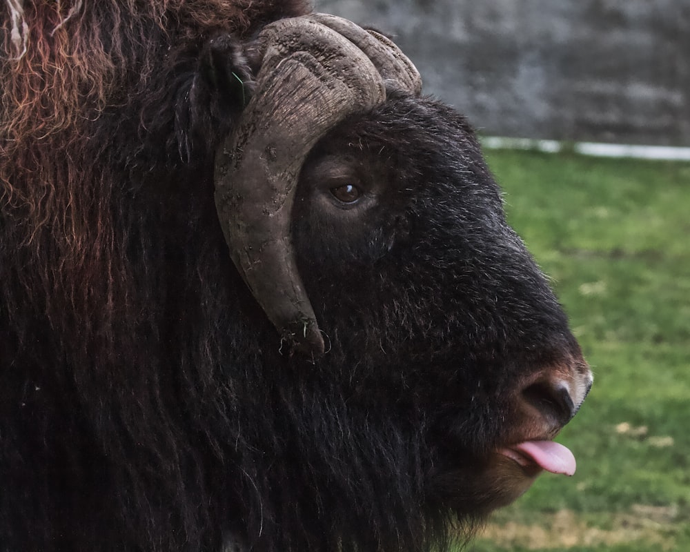 animale nero in primo piano fotografia durante il giorno