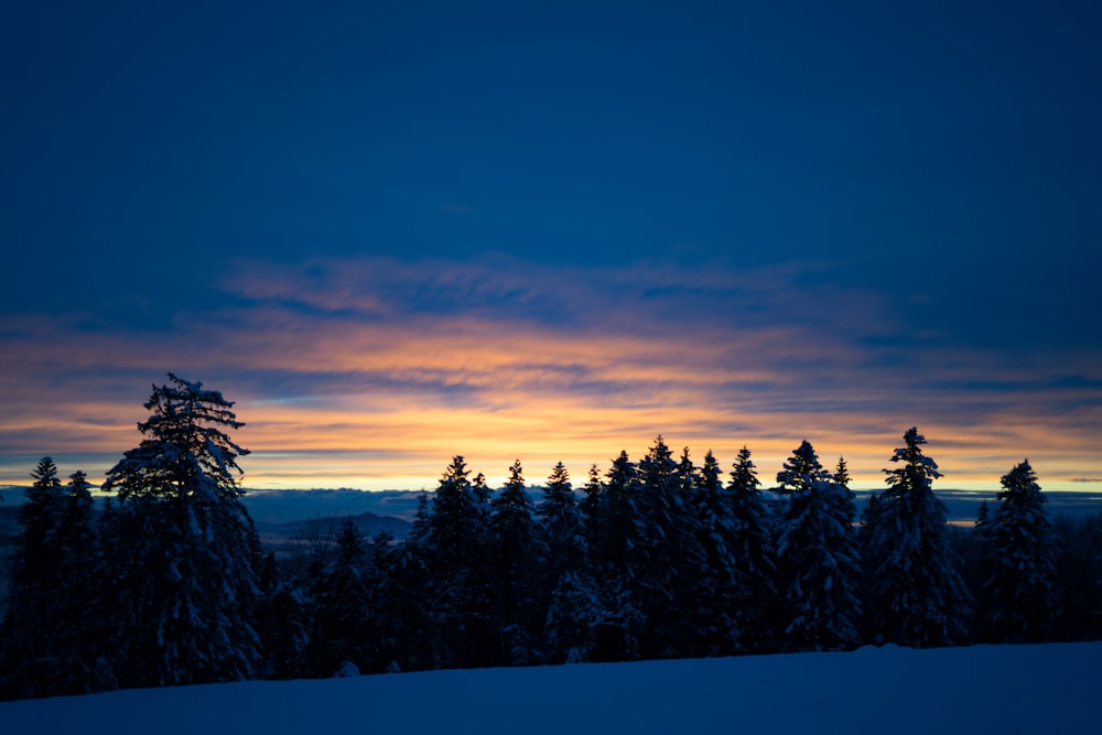 Grüne Kiefern unter blauem Himmel tagsüber