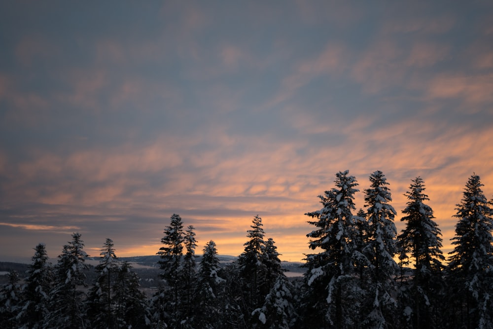 green pine trees under cloudy sky during daytime