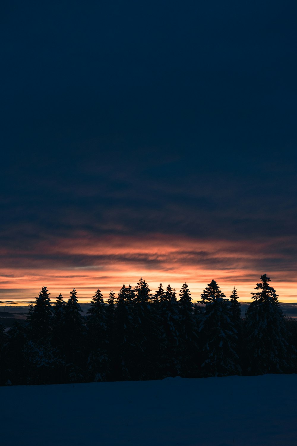 silhouette di alberi durante il tramonto