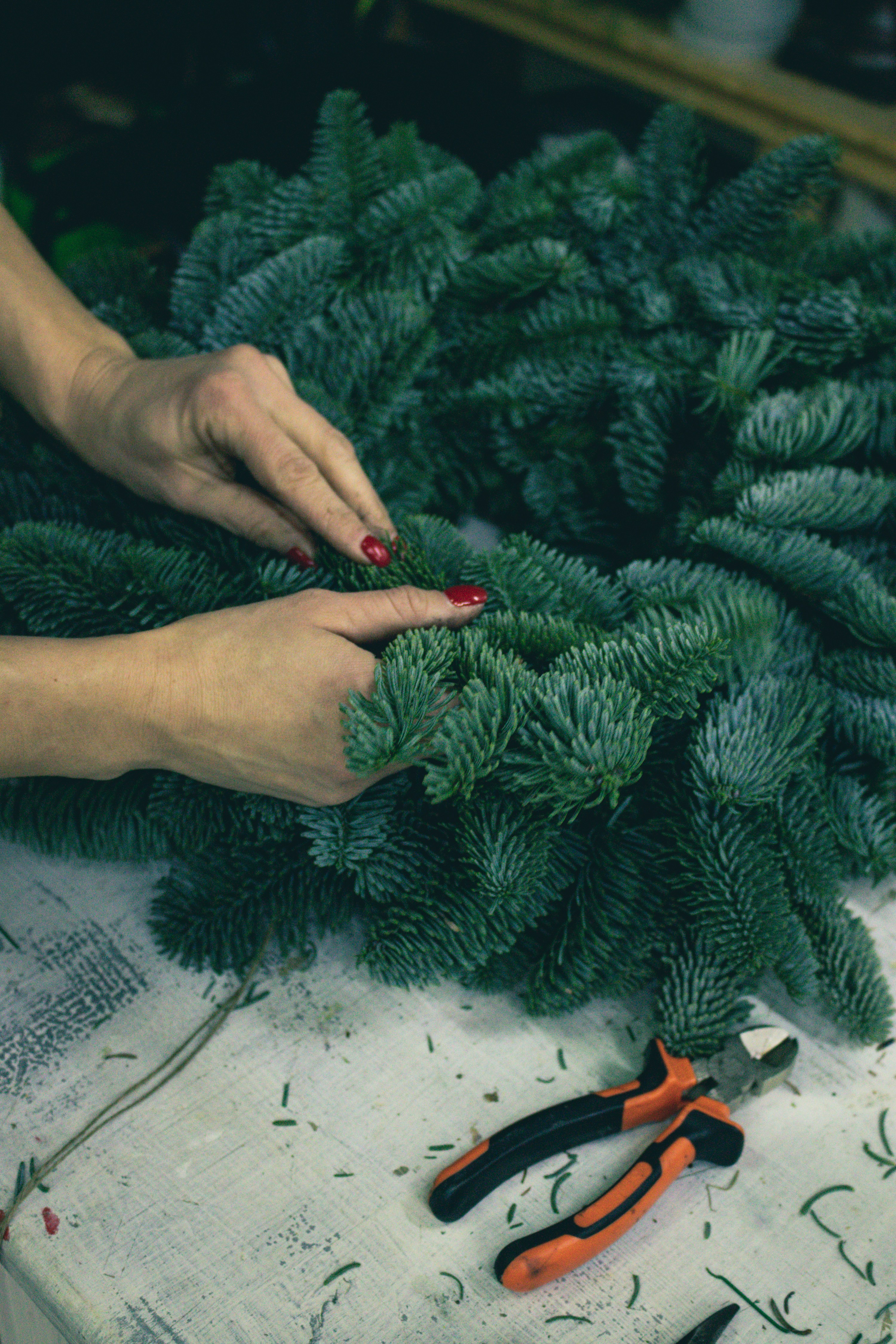 person holding green pine tree