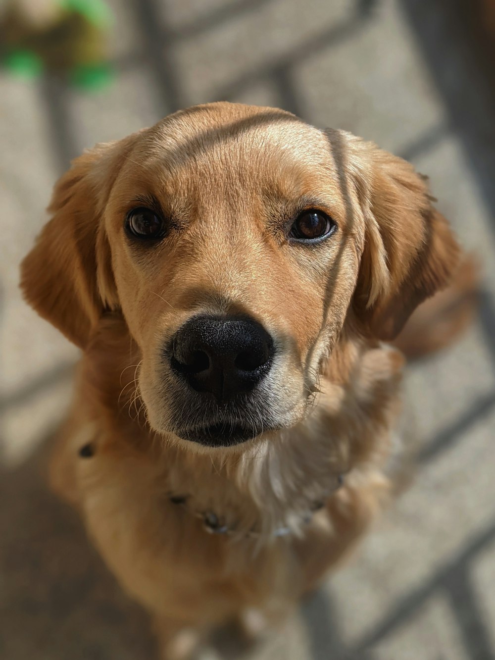 golden retriever puppy on focus photo