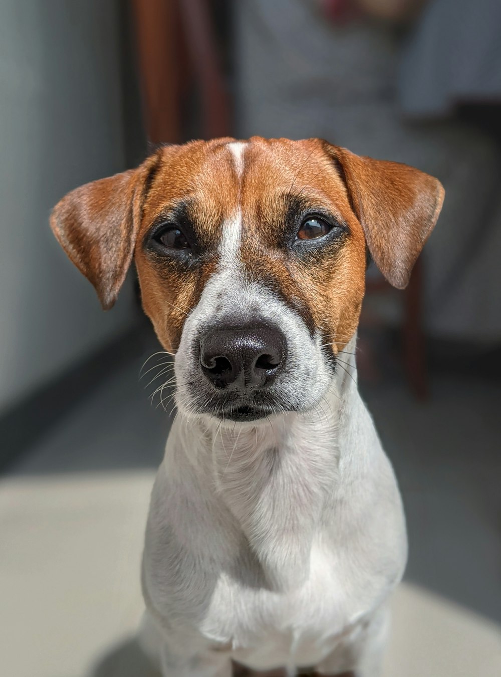 white and brown short coated dog