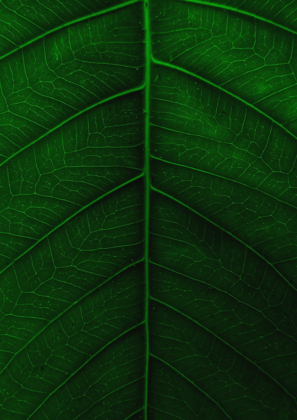 green leaf in close up photography