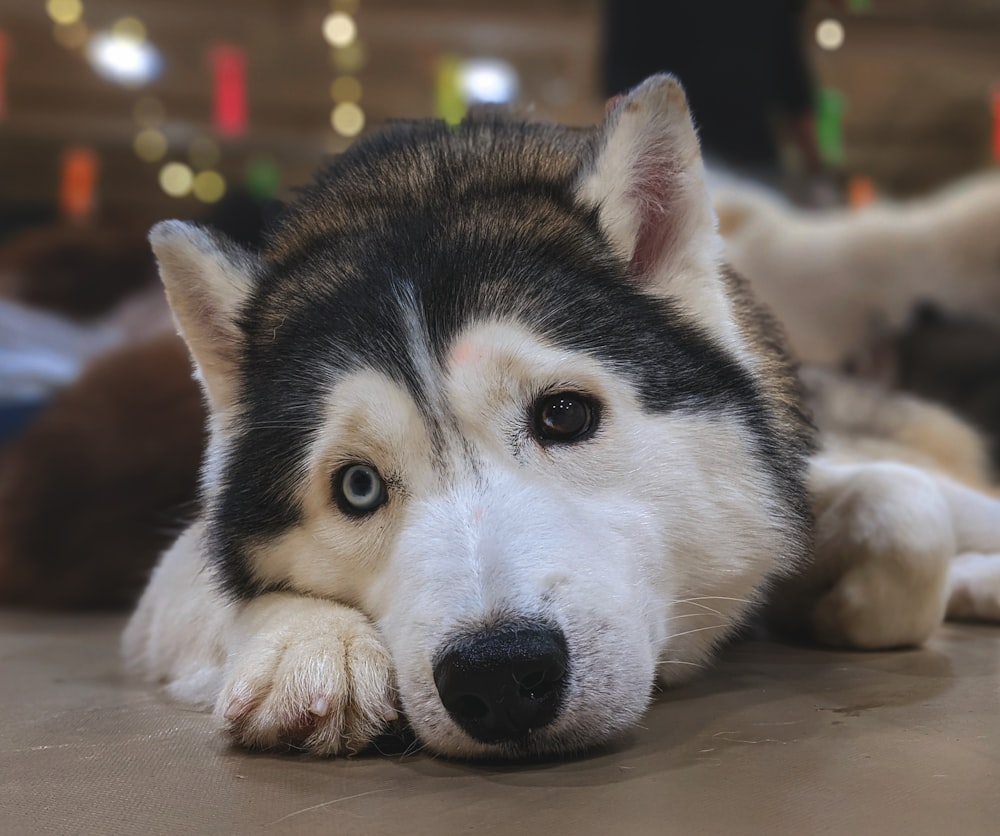 black and white siberian husky puppy