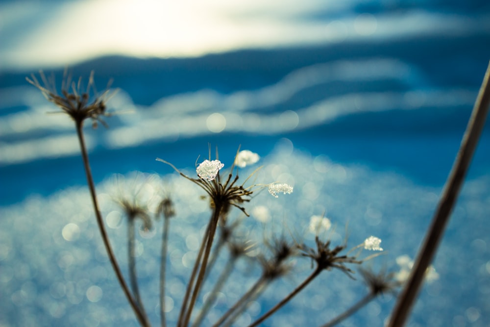 white flower under blue sky during daytime