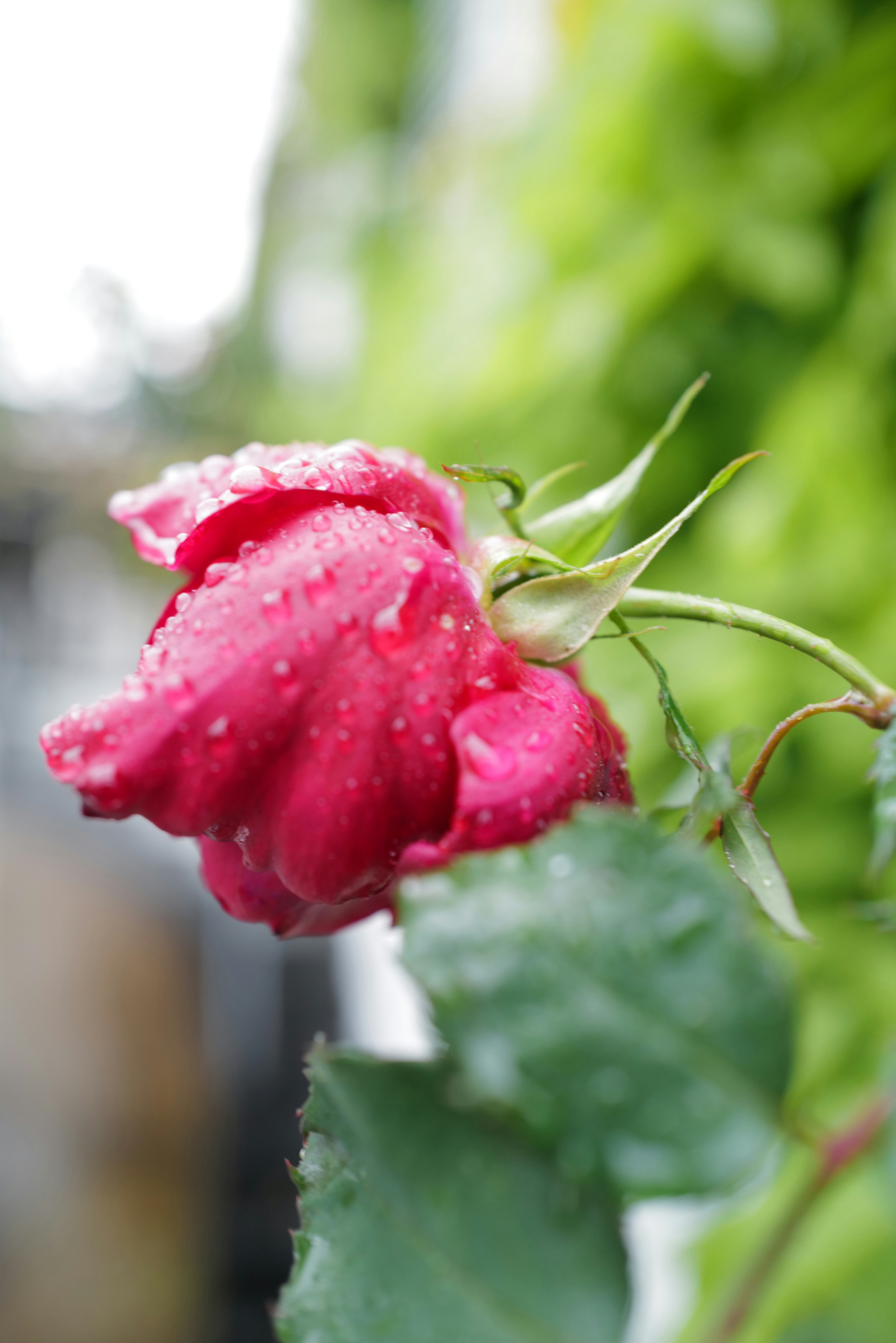 Rosa Oriental para Pele