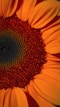 yellow flower in macro shot