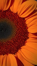yellow flower in macro shot