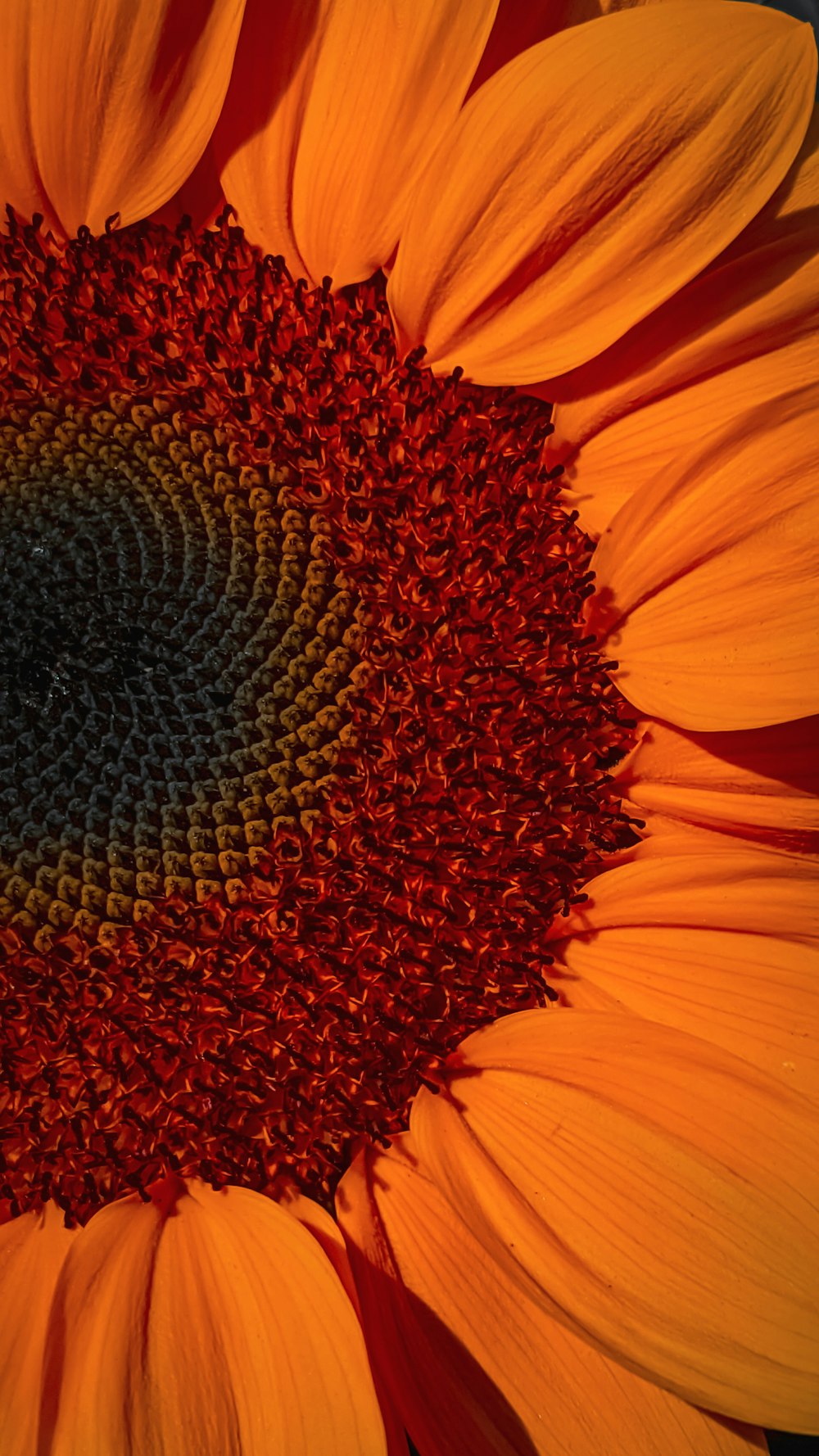 yellow flower in macro shot