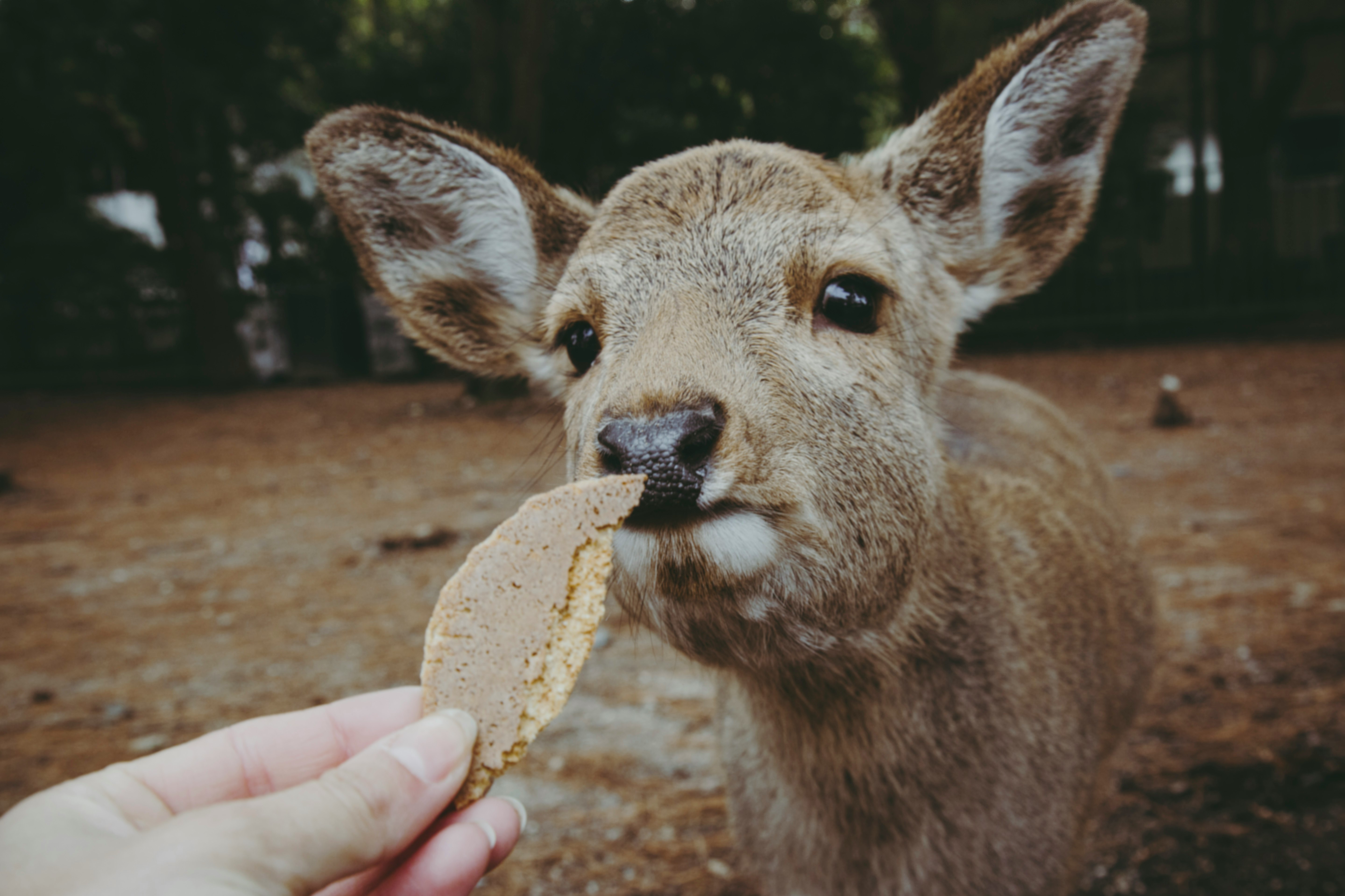 brown deer eating brown bread during daytime