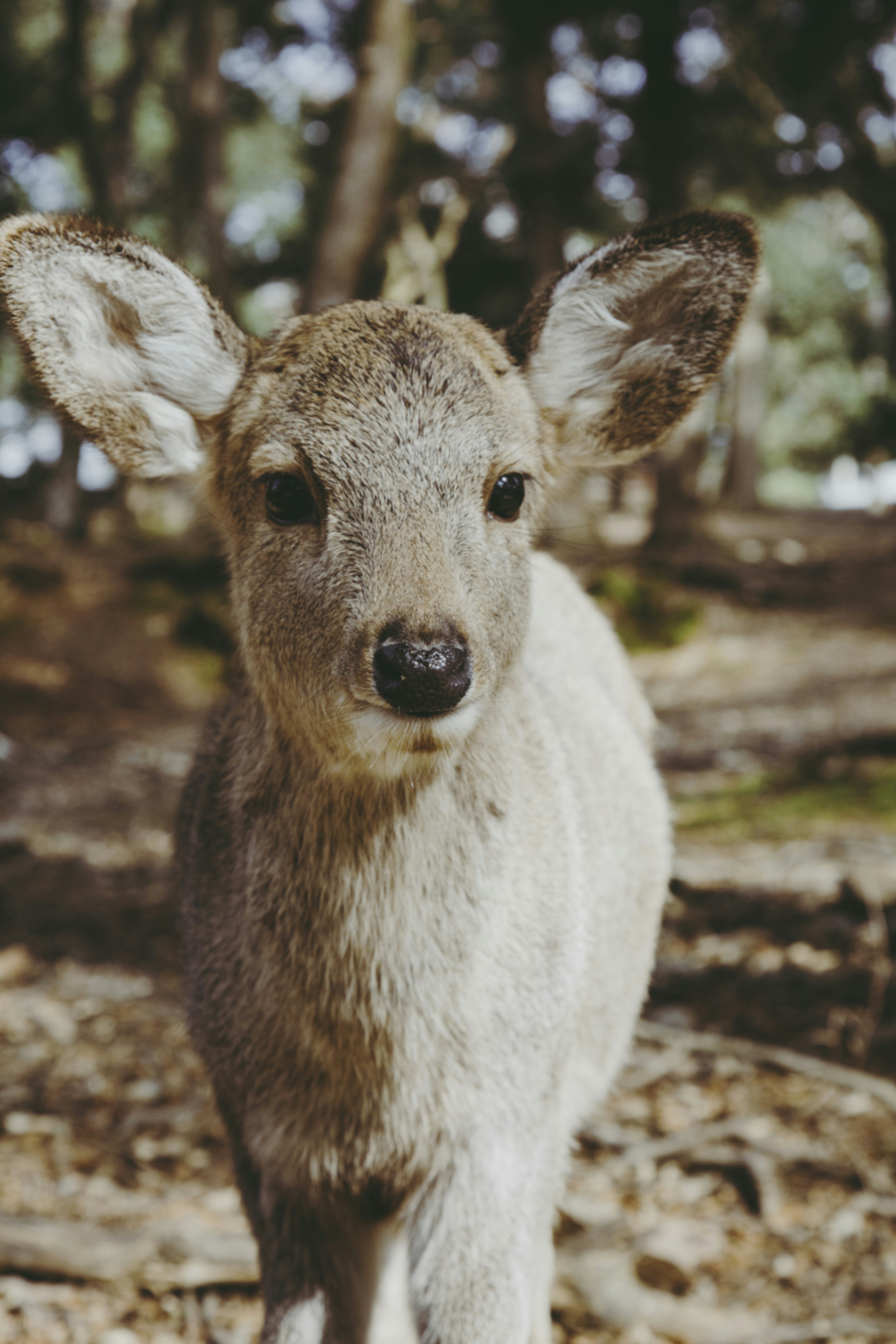 Photo by i_am_simoesse