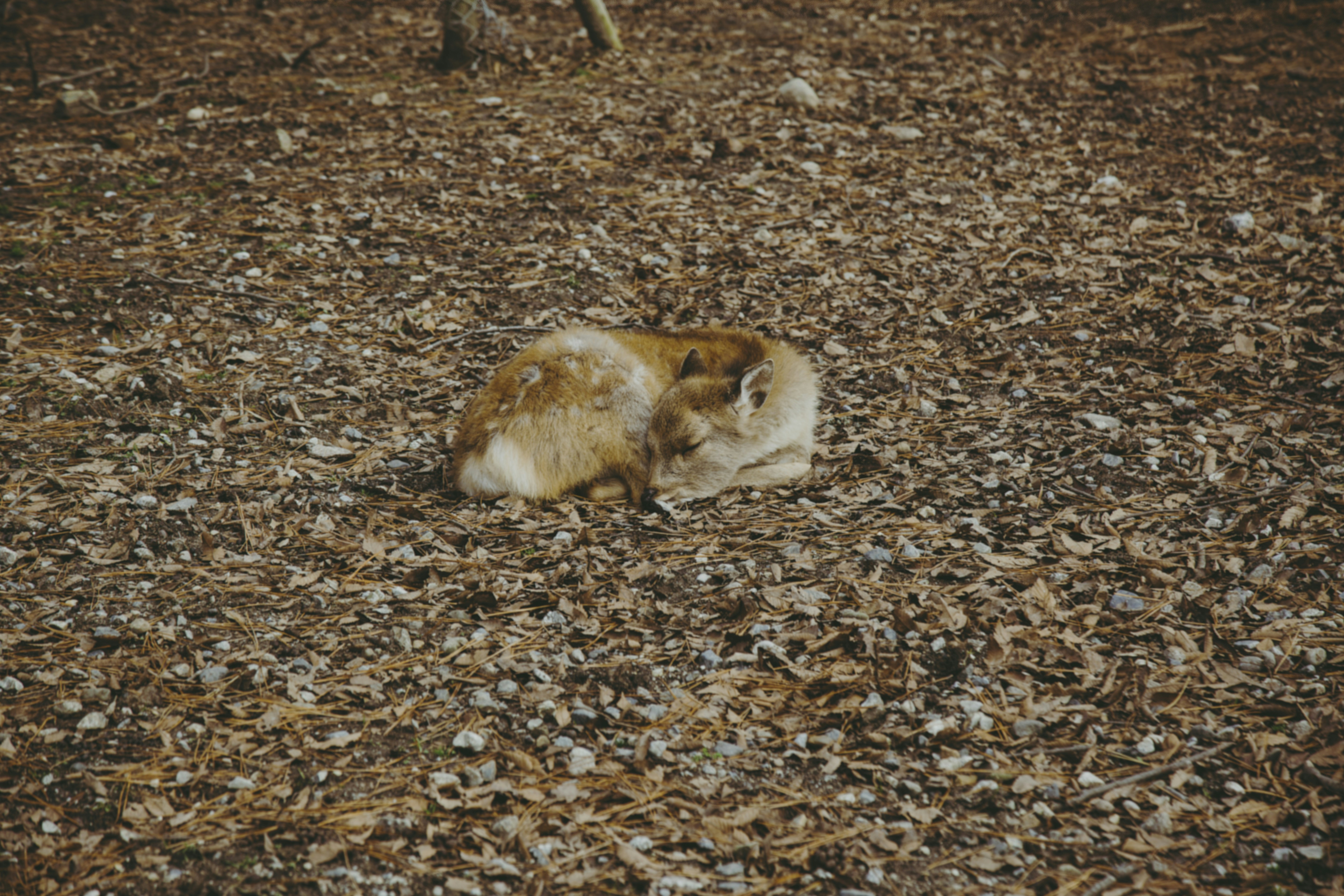 Photo by i_am_simoesse