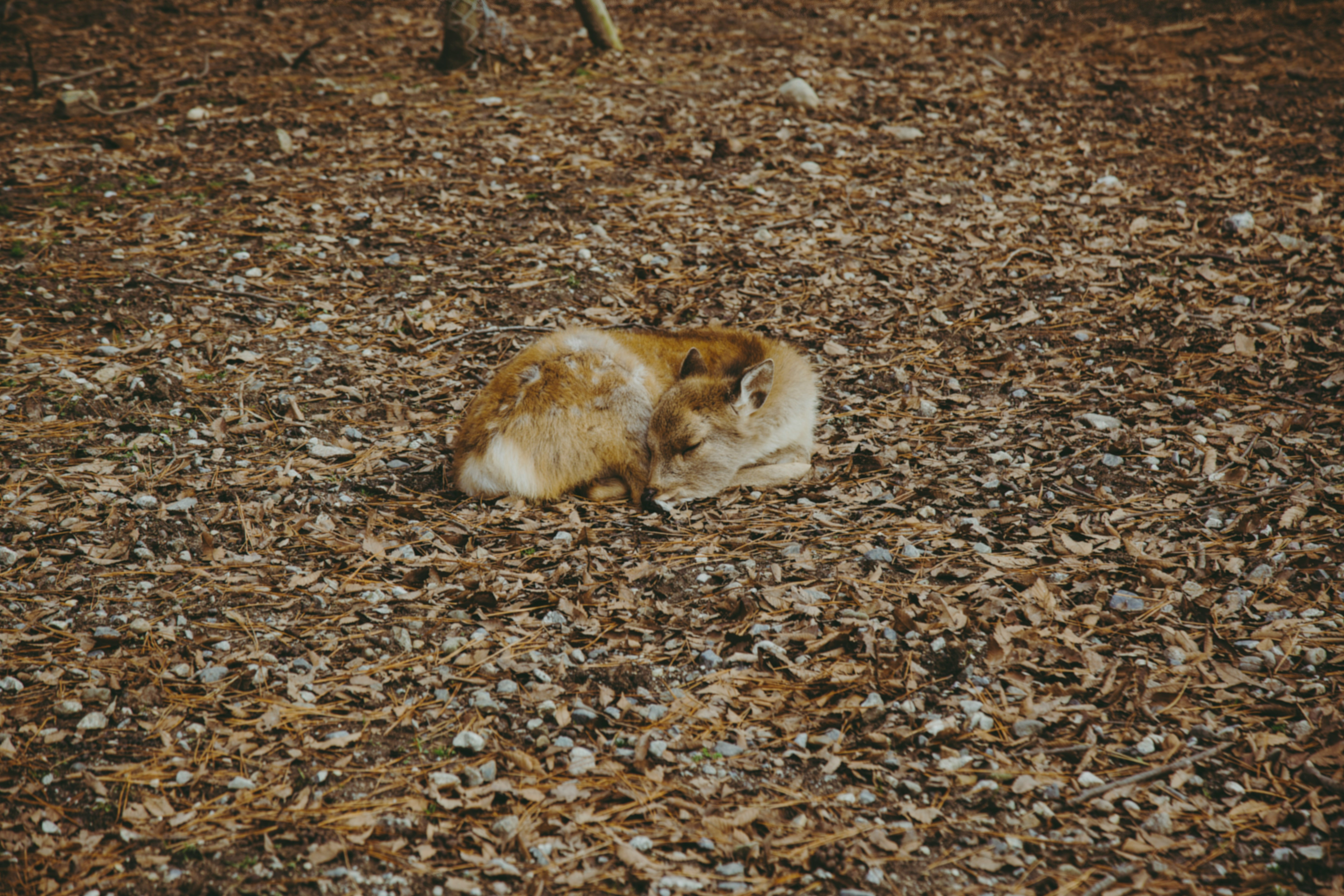 brown and white rabbit on brown dried leaves