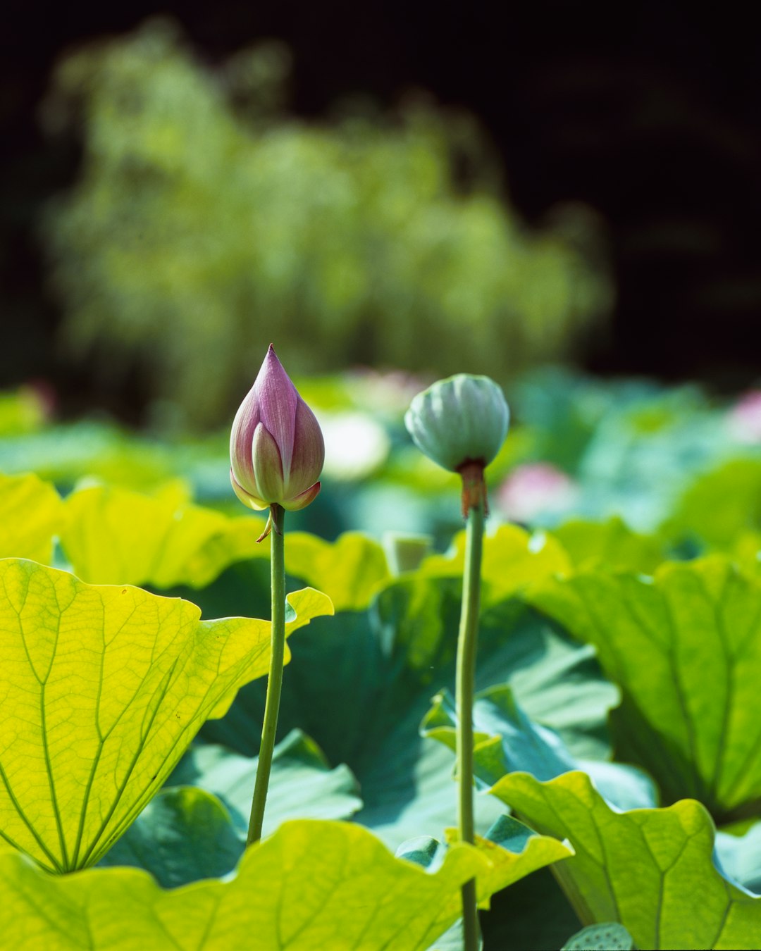 pink flower in tilt shift lens