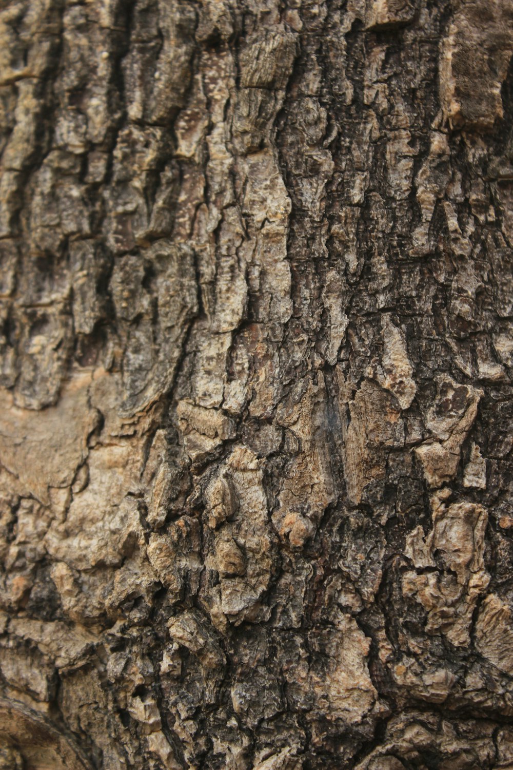 brown and black tree trunk