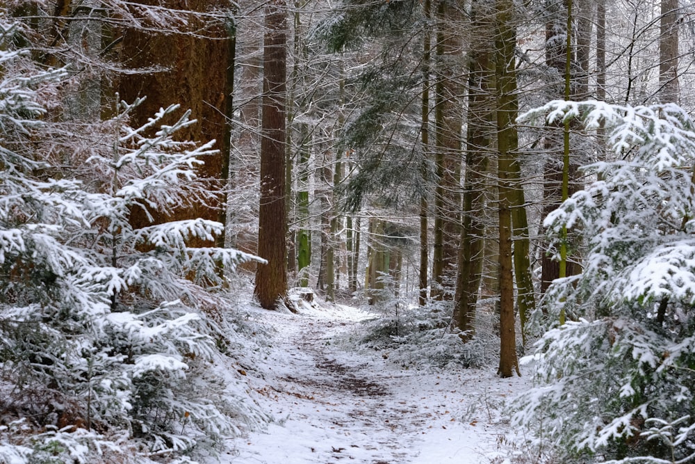 snow covered trees during daytime