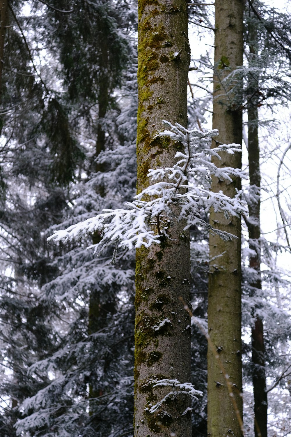 snow covered trees during daytime