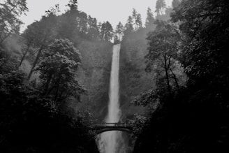 grayscale photo of bridge between trees
