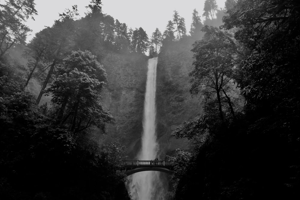 grayscale photo of bridge between trees