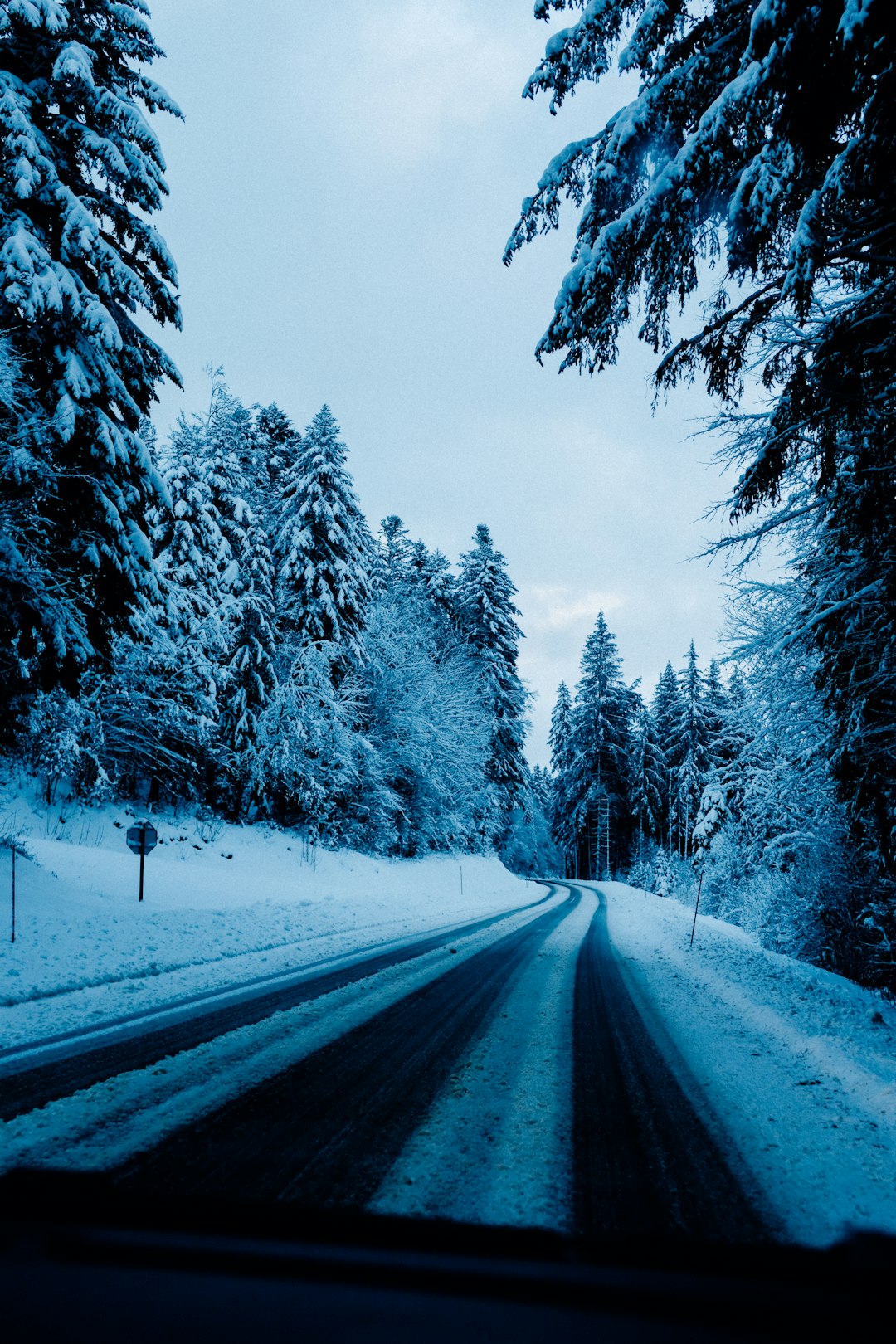 snow covered road between trees