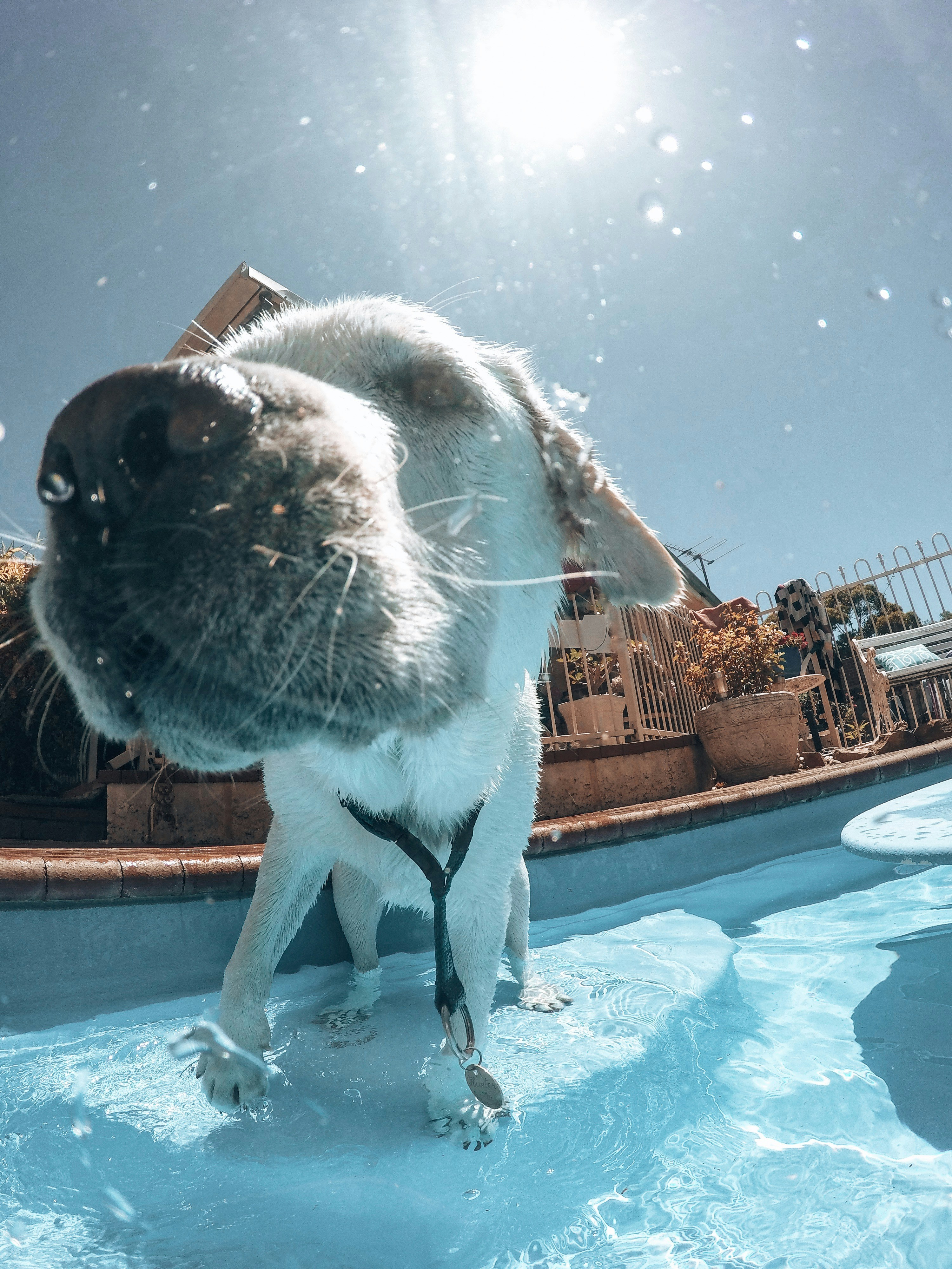 white and brown short coated dog in swimming pool during daytime
