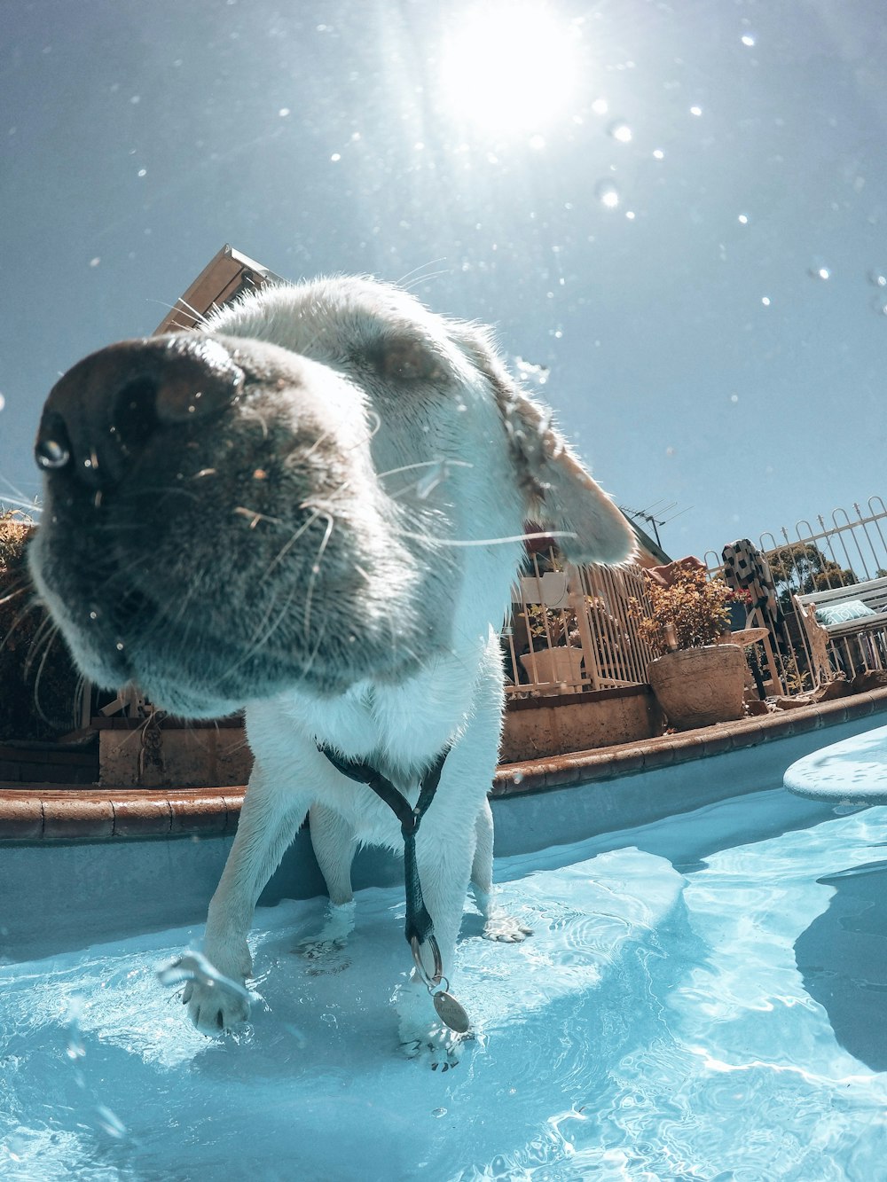 white and brown short coated dog in swimming pool during daytime
