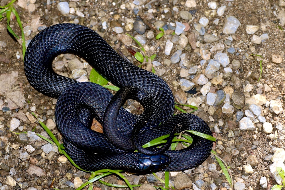 serpiente blanca y negra sobre piedras grises y blancas