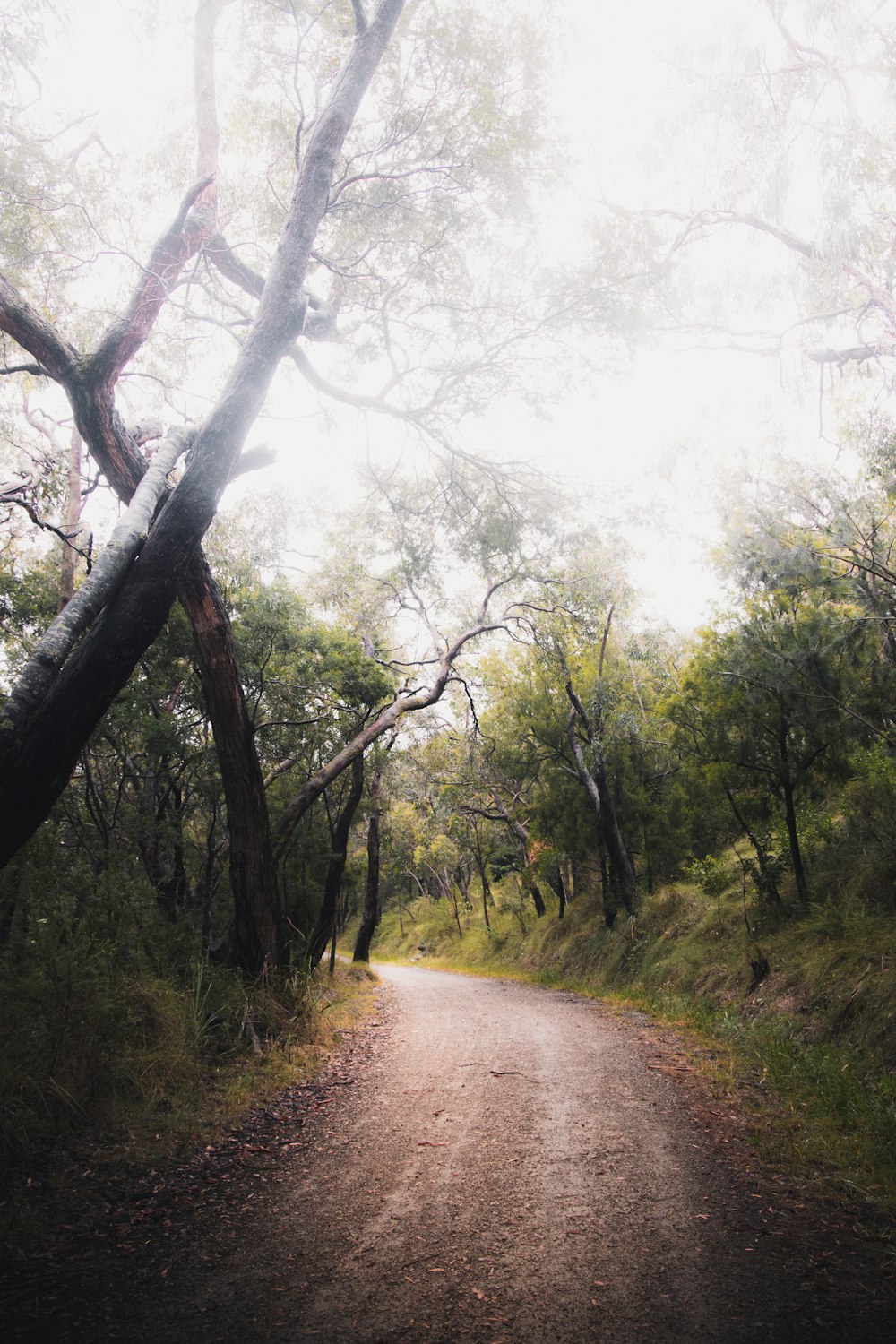 green trees and brown dirt road