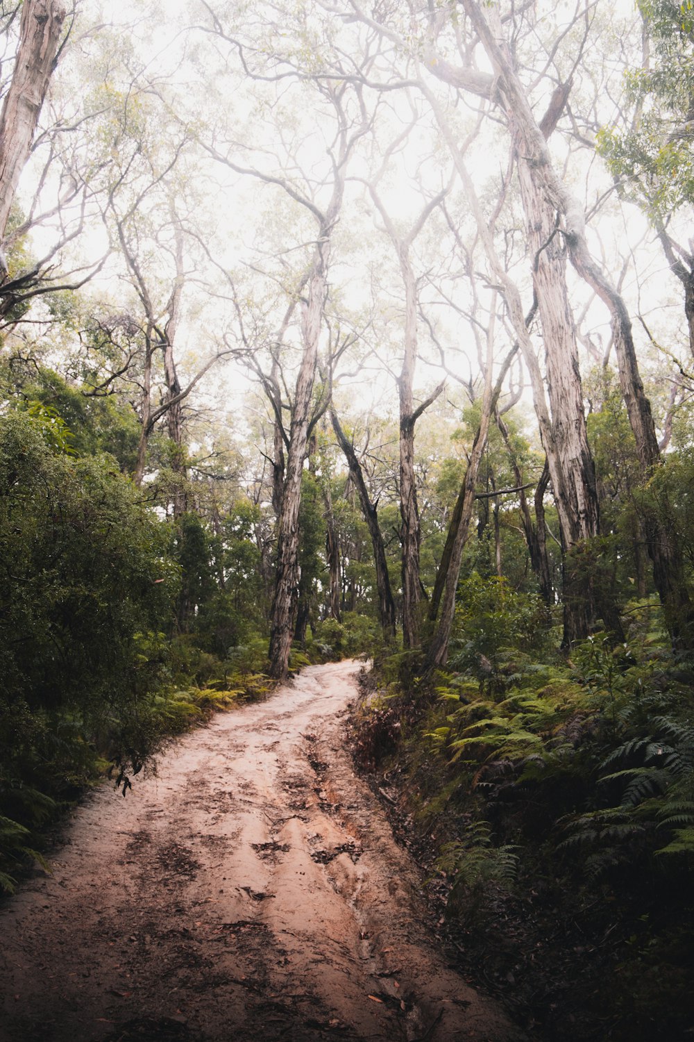 green trees on brown dirt road