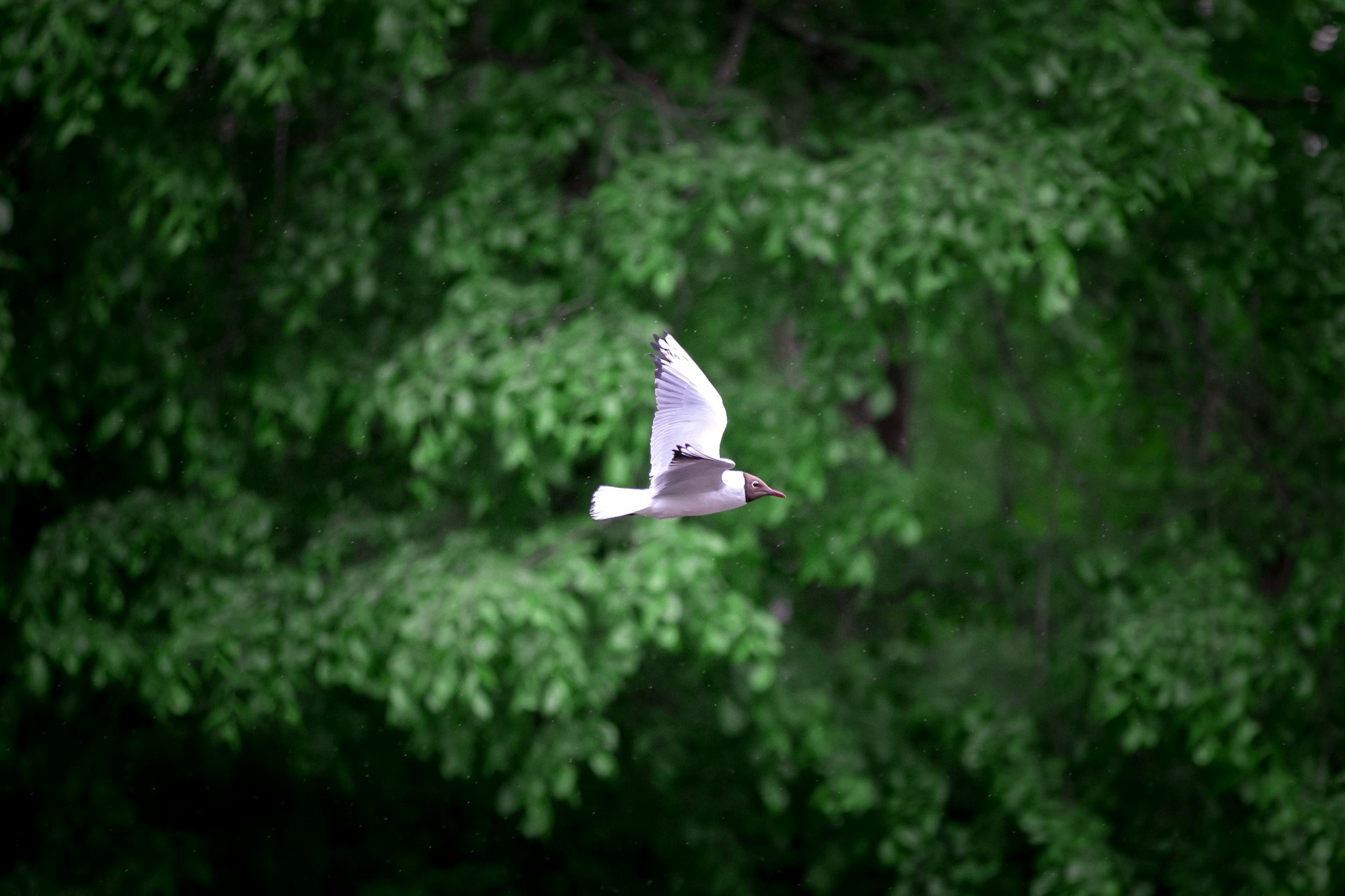 white bird flying during daytime