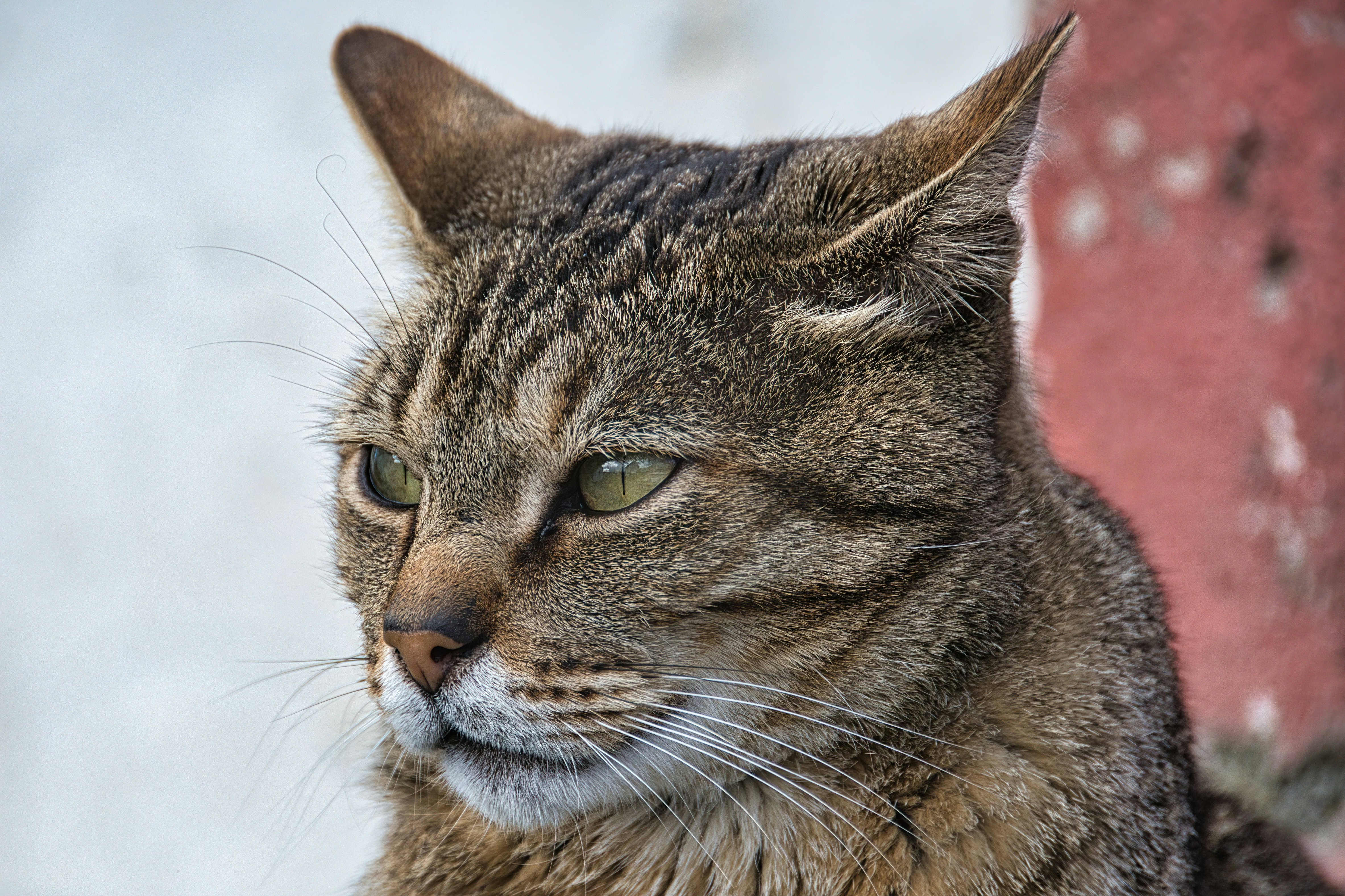 brown tabby cat in close up photography