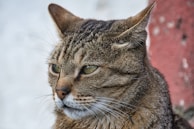 A close-up of a tabby cat with green eyes, short fur, and distinctive markings on its face. The cat appears to be looking attentively at something off-camera. The background is a blurred mix of white and reddish-brown colors.
