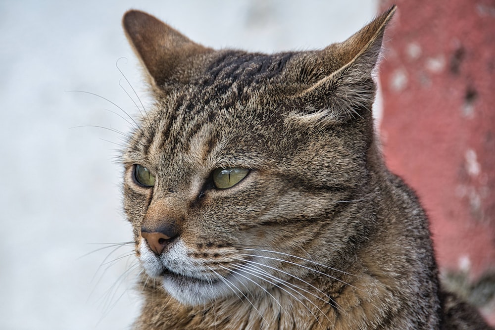 brown tabby cat in close up photography