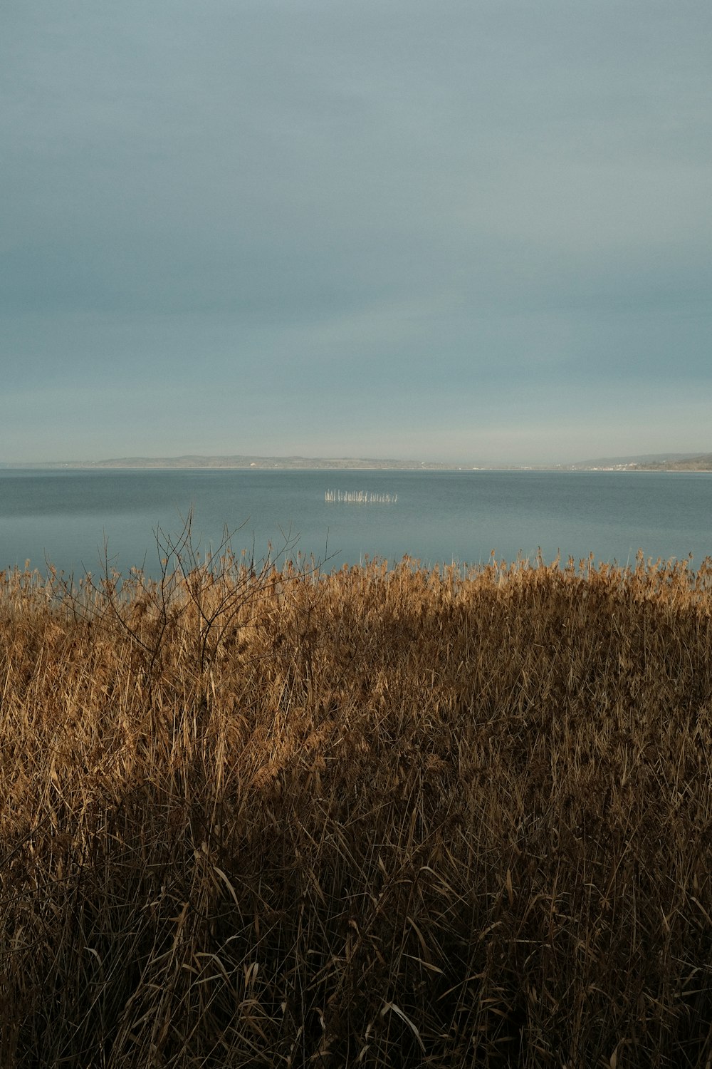 brown grass field near body of water during daytime