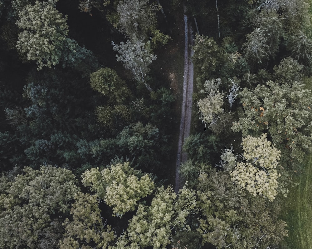 green trees on forest during daytime