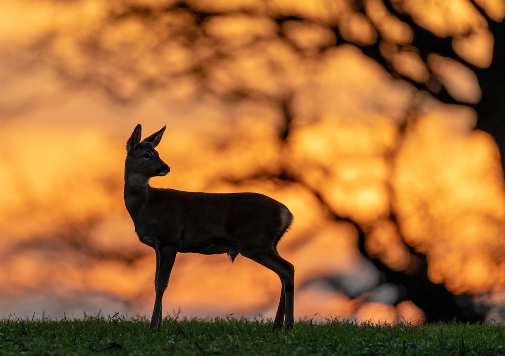 brown deer on green grass during daytime