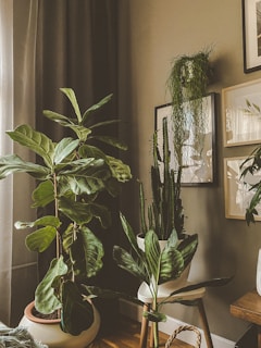 green indoor plant near black framed mirror
