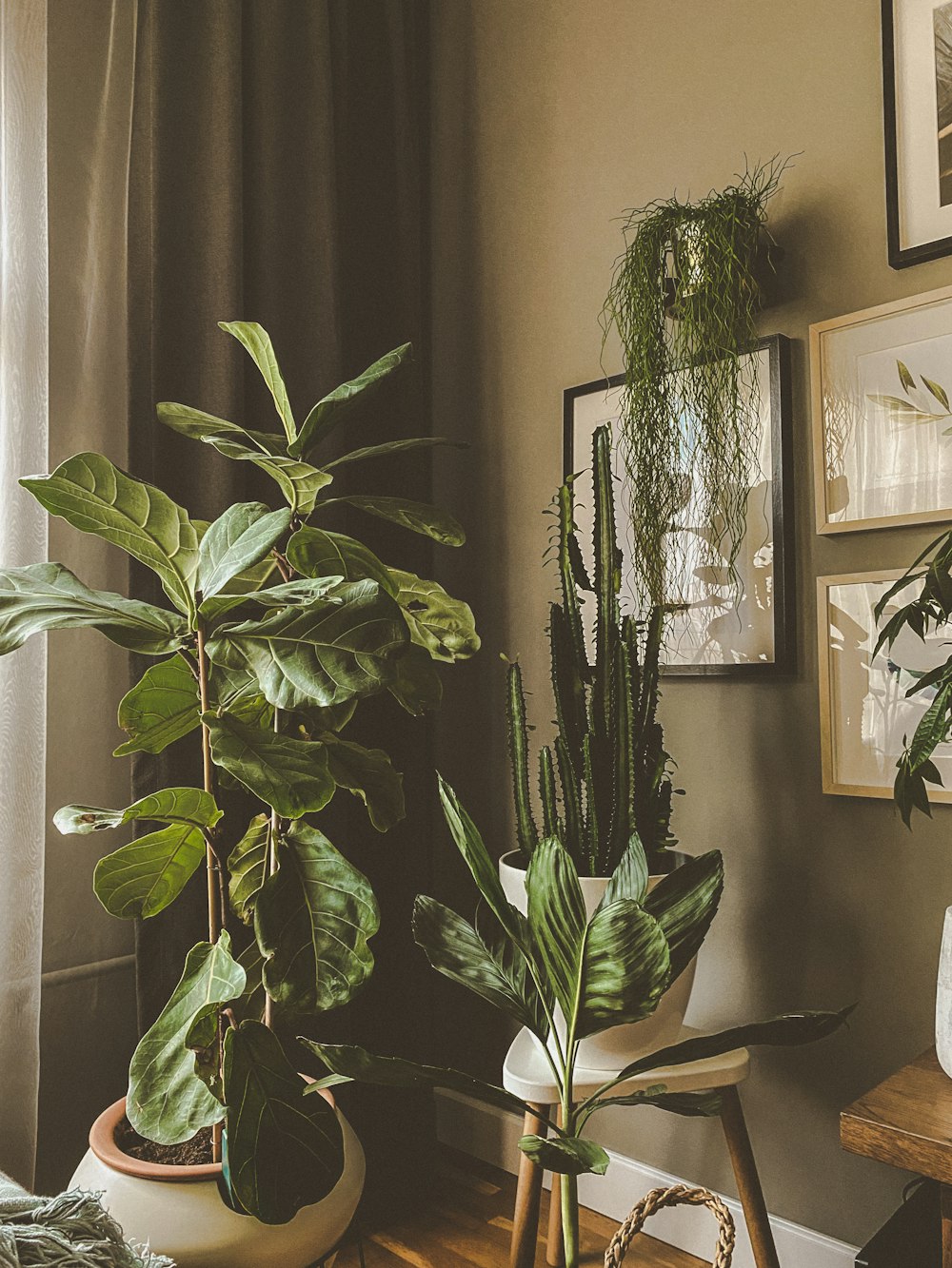 green indoor plant near black framed mirror