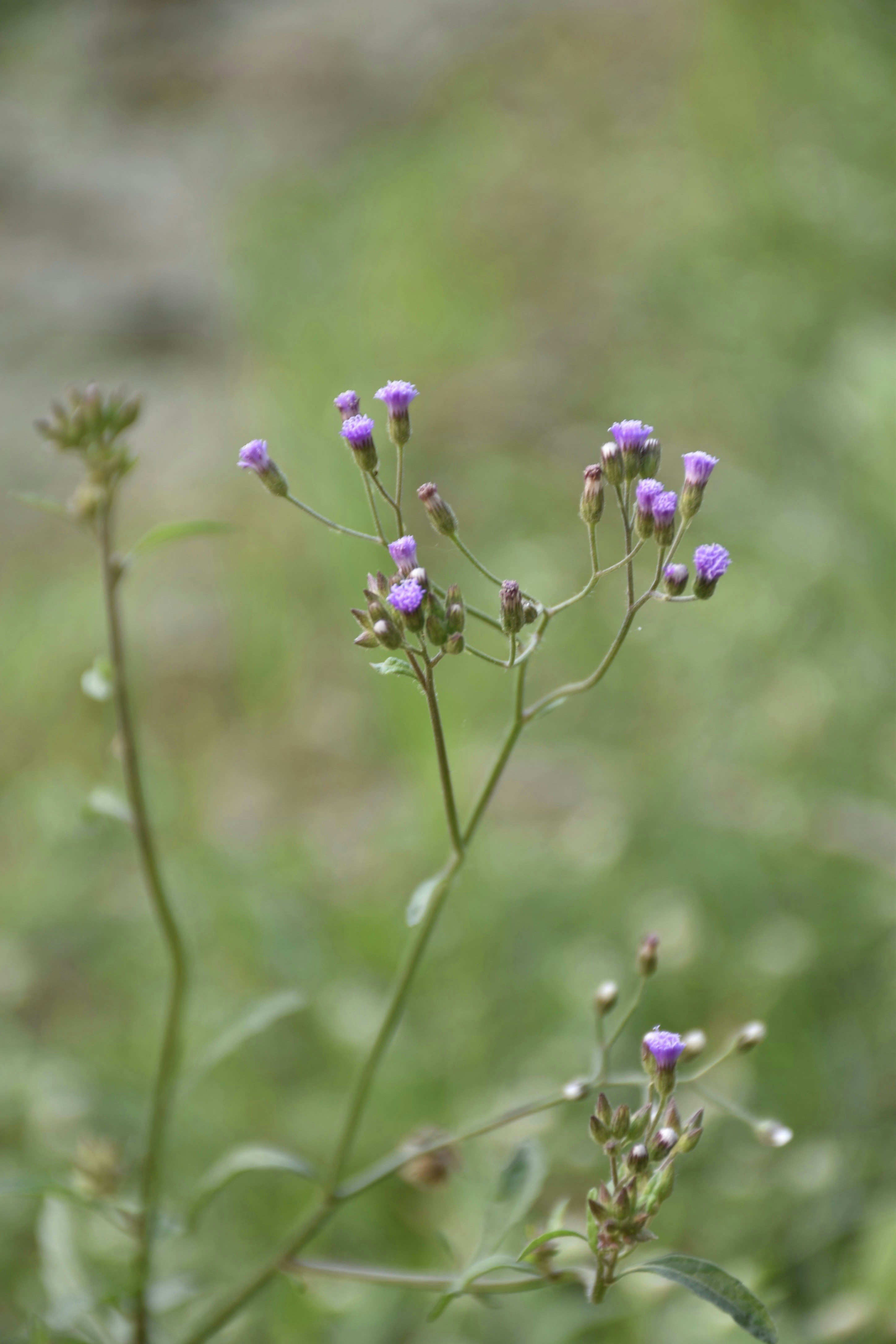 Photo by ranjanaphotography