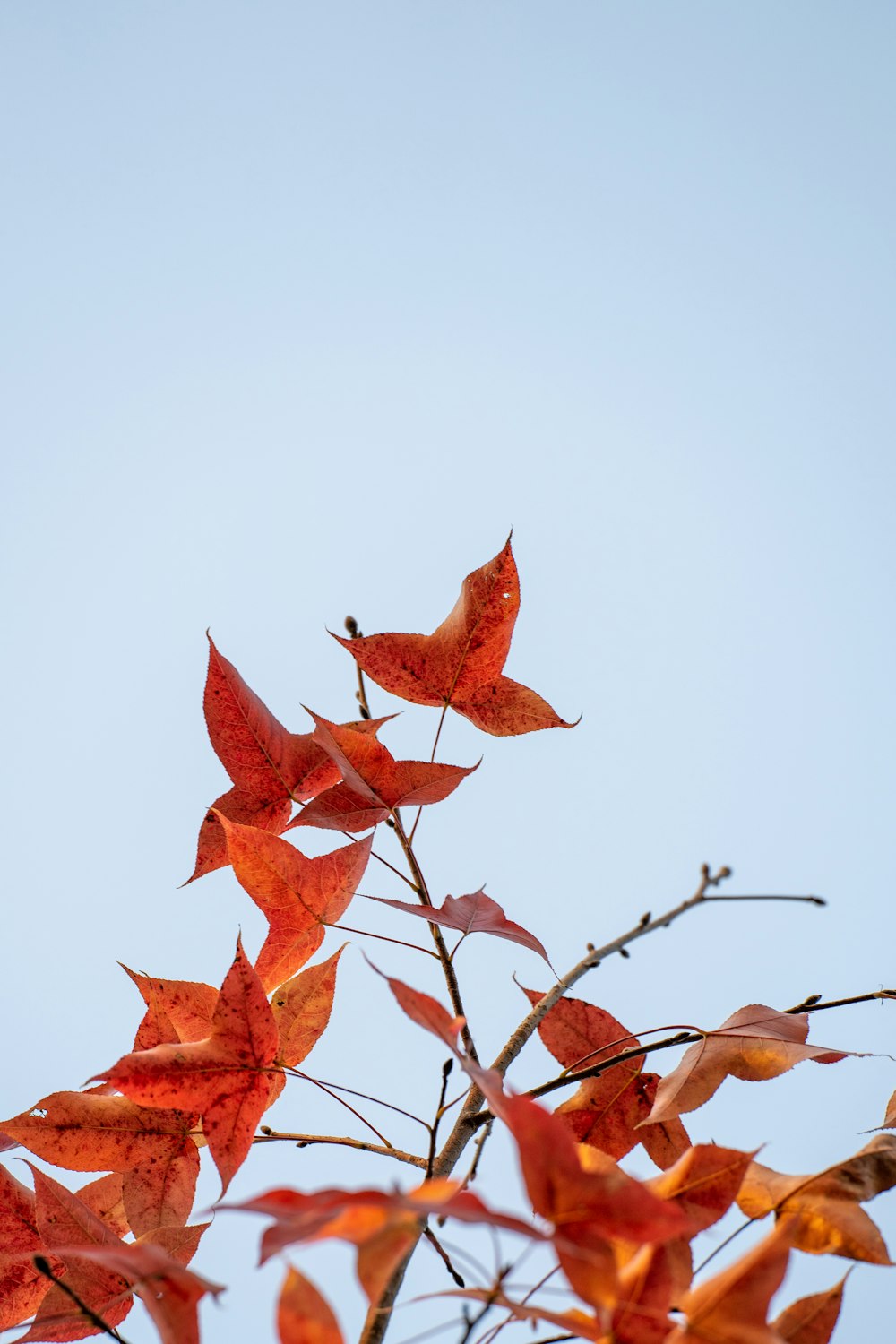 Rotes Ahornblatt am braunen Ast