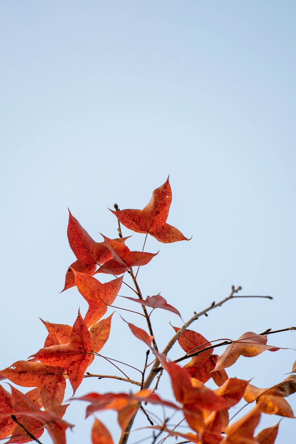 red maple leaf on brown tree branch