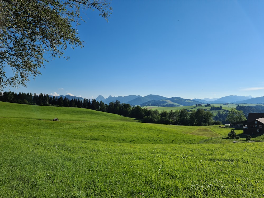 green grass field under blue sky during daytime