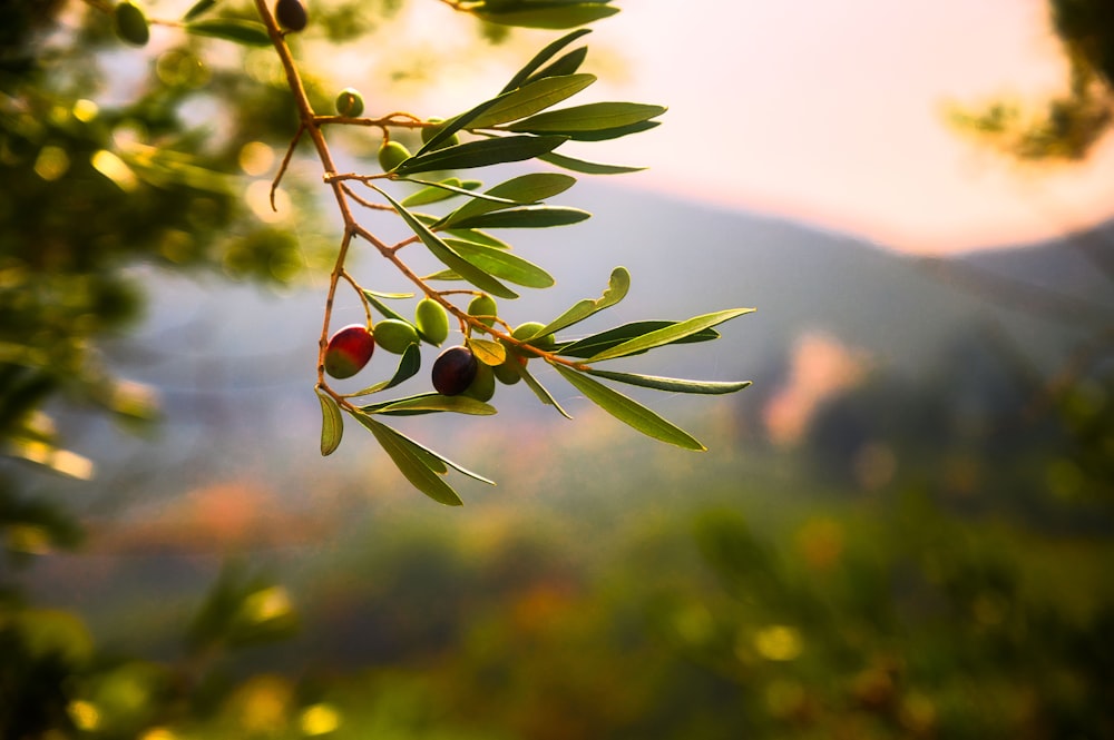 green plant with red round fruits